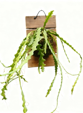 鱼骨令箭简盆/板植热带雨林造景美观懒人好养仙人掌科