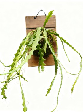 鱼骨令箭简盆/板植热带雨林造景美观懒人好养仙人掌科