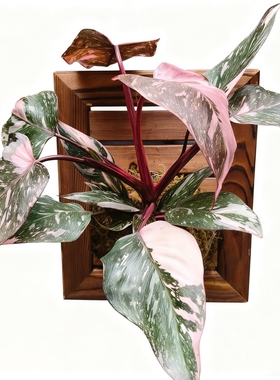 粉公主室内外观叶植物简盆/板植北欧风办公室绿植