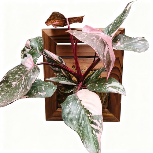 粉公主室内外观叶植物简盆/板植北欧风办公室绿植