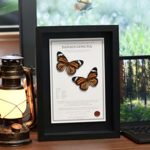 虎斑蝶真蝴蝶标本生日礼物木质展示框摆件手工送女友
