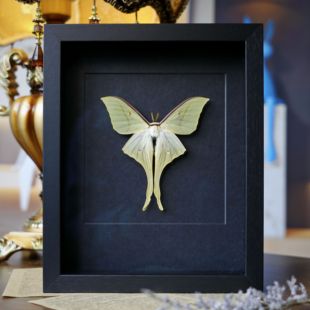 【六款】闪蝶凤蝶蝴蝶标本蓝色真蝶成品展示框情侣礼物摆件生日