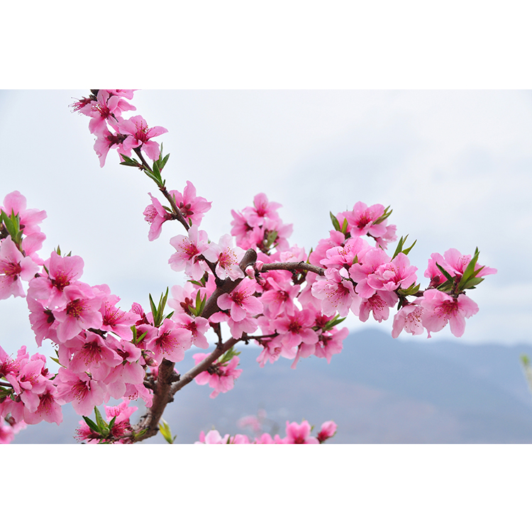 桃花海报田园风光壁画 桃花贴画自然美景风景挂画 房间装饰贴墙画