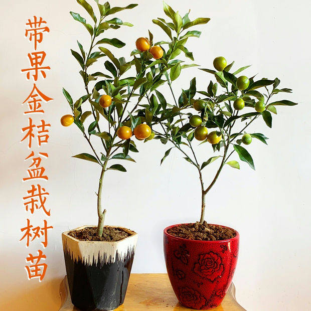 四季带果带果盆栽带果盆栽