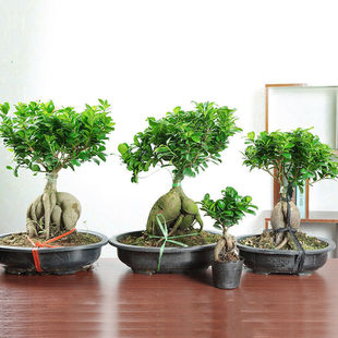 人参榕树盆景榕树金钱榕小叶老桩特大型趣味绿植室内盆栽绿植庭院