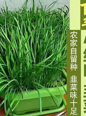 韭菜根苗现挖四季紫红根大叶宽叶农家本土韭菜根老品种韭菜种子籽