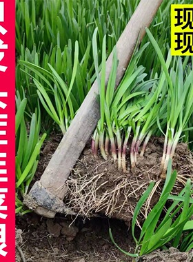 韭菜根苗宽叶紫红根韭菜苗农家本土盆栽种菜籽四季阳台蔬菜苗植物