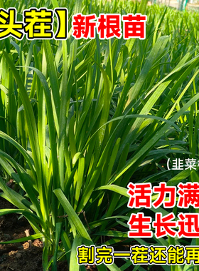 四季韭菜根苗紫根宽叶大叶红根韭菜种籽种子盆栽阳台好养蔬菜包邮