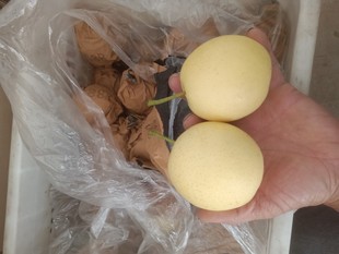 首单立减河北皇冠梨5斤包邮学生水果多吃不上火大白梨货真价实