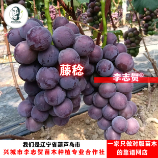 藤稔葡萄苗 贝达砧木辽宁李志贺苗木 泰来苗木