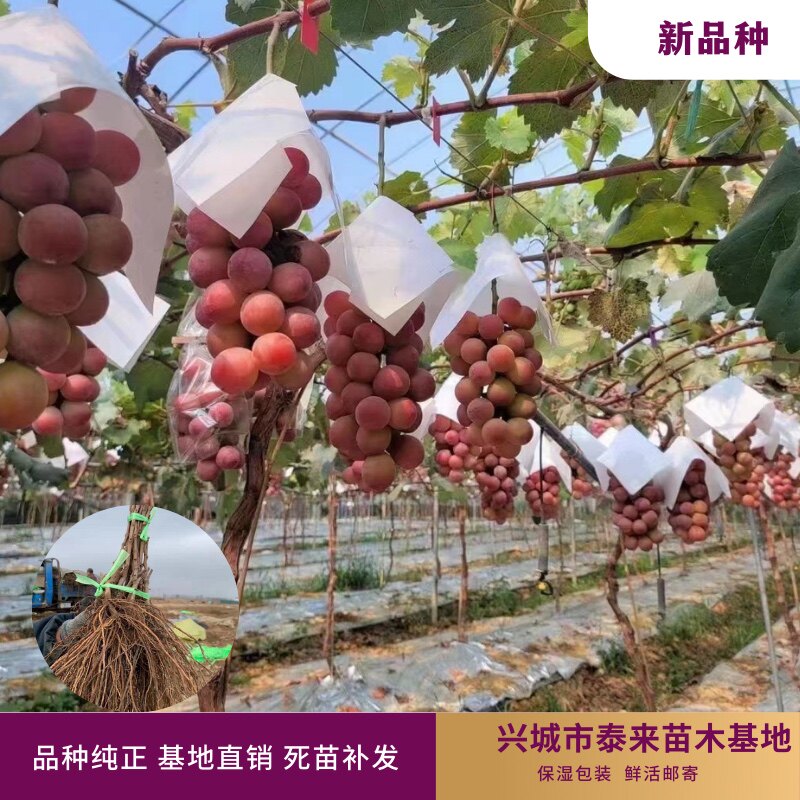 妮娜皇后葡萄树苗   贝达砧木  泰来苗木