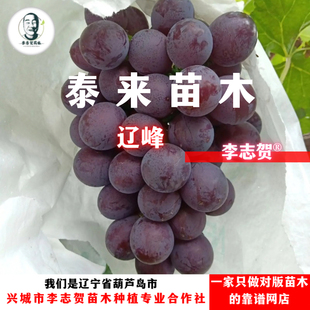 辽峰葡萄种苗扦插苗 辽宁李志贺苗木泰来苗木