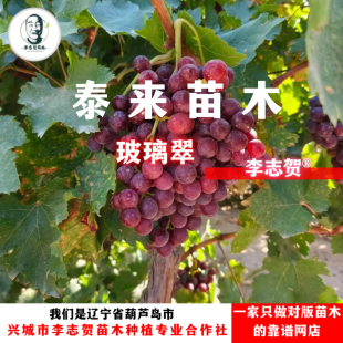 玻璃翠(火焰无核)嫁接苗 泰来苗木