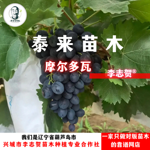 摩尔多瓦葡萄苗 扦插苗 李志贺苗木 泰来苗木