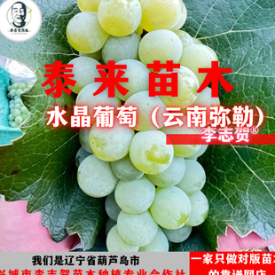 水晶葡萄苗(老水晶云南版本)贝达砧木 泰来苗木李志贺苗木