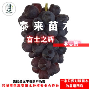 富士之辉嫁接苗 辽宁李志贺苗木 泰来苗木