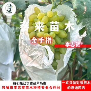 金手指葡萄嫁接苗  贝达砧木 泰来苗木