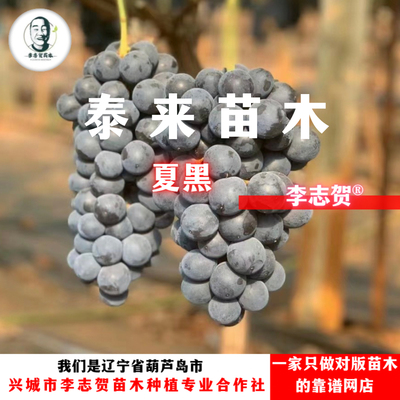夏黑葡萄嫁接苗  泰来苗木 李志贺苗木