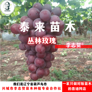 丛林玫瑰葡萄苗 贝达砧木 泰来苗木