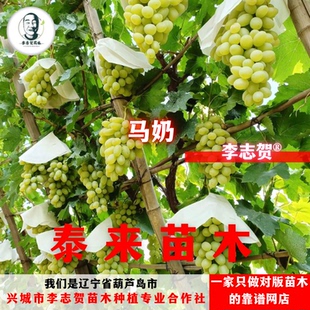 马奶葡萄苗 扦插苗 泰来苗木