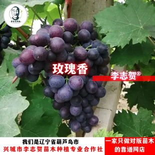 玫瑰香葡萄扦插苗 辽宁李志贺苗木泰来苗木