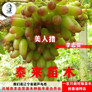 美人指葡萄扦插苗 泰来苗木