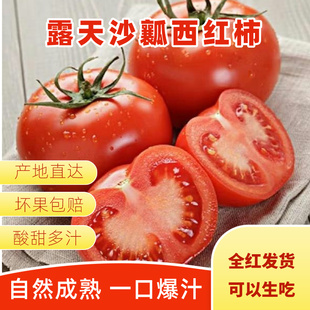 攀枝花米易露天老品种沙瓤西红柿番茄、自然成熟、现采现发