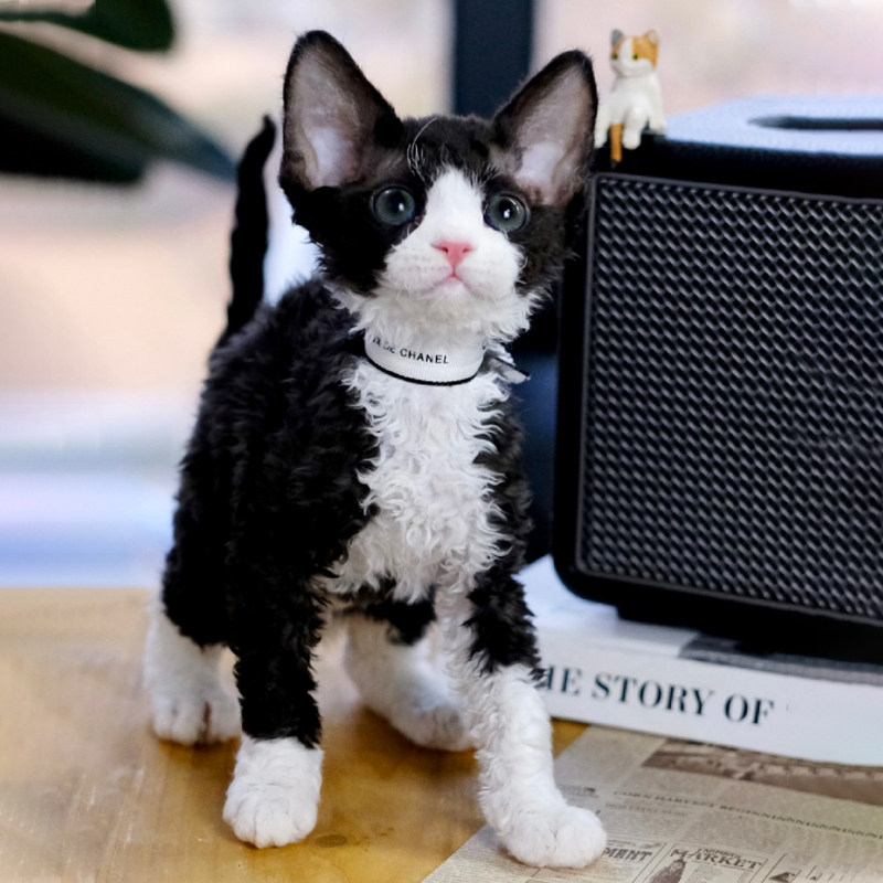 德文卷毛猫纯种幼猫黑白不掉毛棕虎斑帝王猫蓝眼赛级宠物活体猫咪