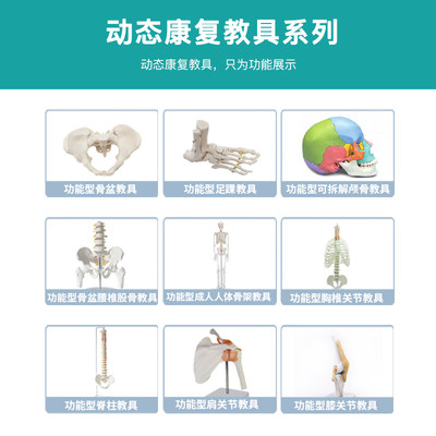 动态迷你女性骨盆模型关节可动孕产后康复theratools人体骨骼教具