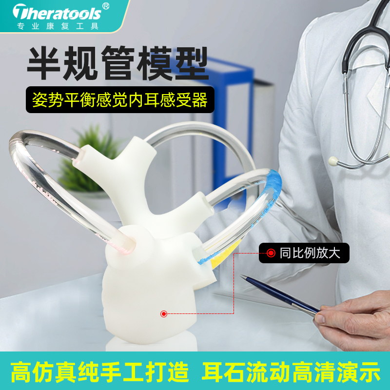 半规管模型耳石活动展示教具