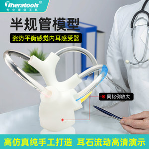 半规管模型耳石活动展示教具