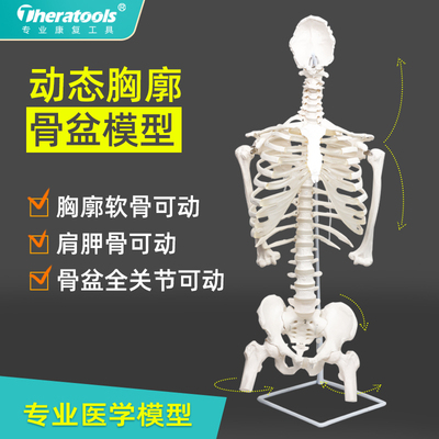 医学动态胸廓骨骼模型