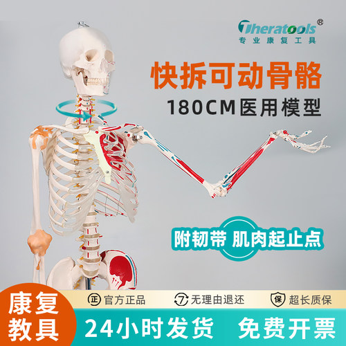 动态医用人体骨骼模型附韧带
