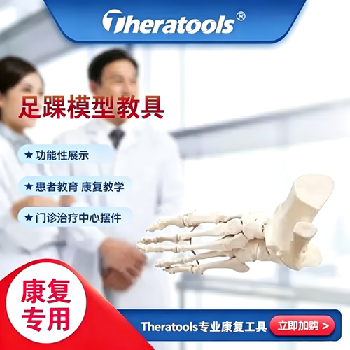 足踝模型教具脚关节可活动手关节