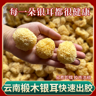 特级云南椴木银耳250克易煮软糯银耳羹高山银耳干货白木耳不熏硫