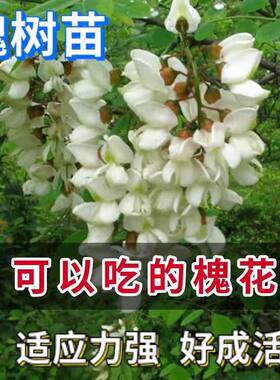 洋槐花苗刺槐树苗食用槐花苗