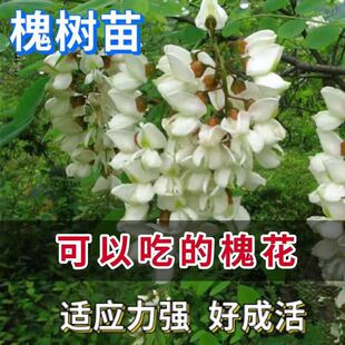 槐花树苗洋槐刺槐槐花香可食用花苗庭院绿化苗别墅工程苗大树