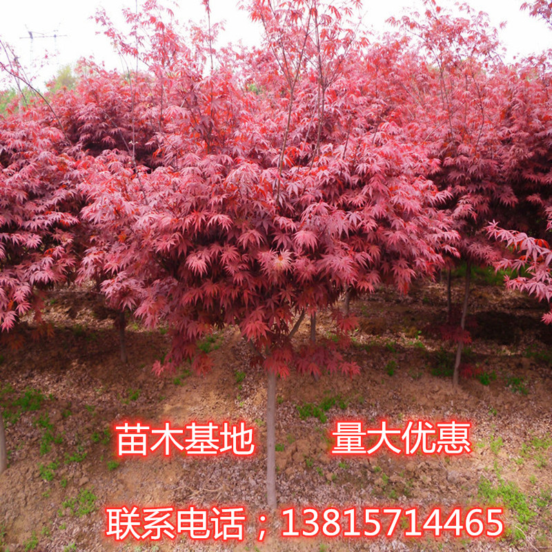 红枫树苗日本红枫红舞姬中国红枫庭院别墅道路绿化美国红四季盆栽