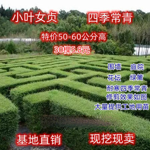 小叶女贞树苗庭院围墙绿篱植物四季常青金叶女贞青叶女贞耐寒耐旱