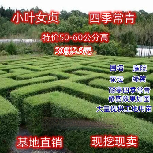小叶女贞苗庭院围墙绿篱四季常青