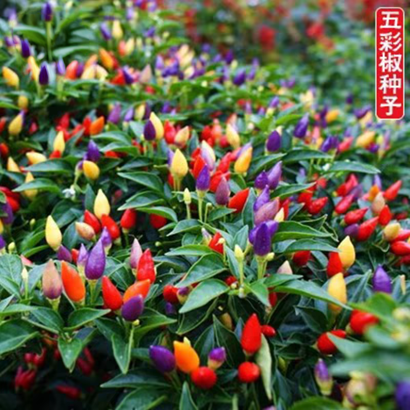 五彩辣椒盆栽可食用苹果椒彩椒指天骄朝天辣椒阳台四季带花带果子