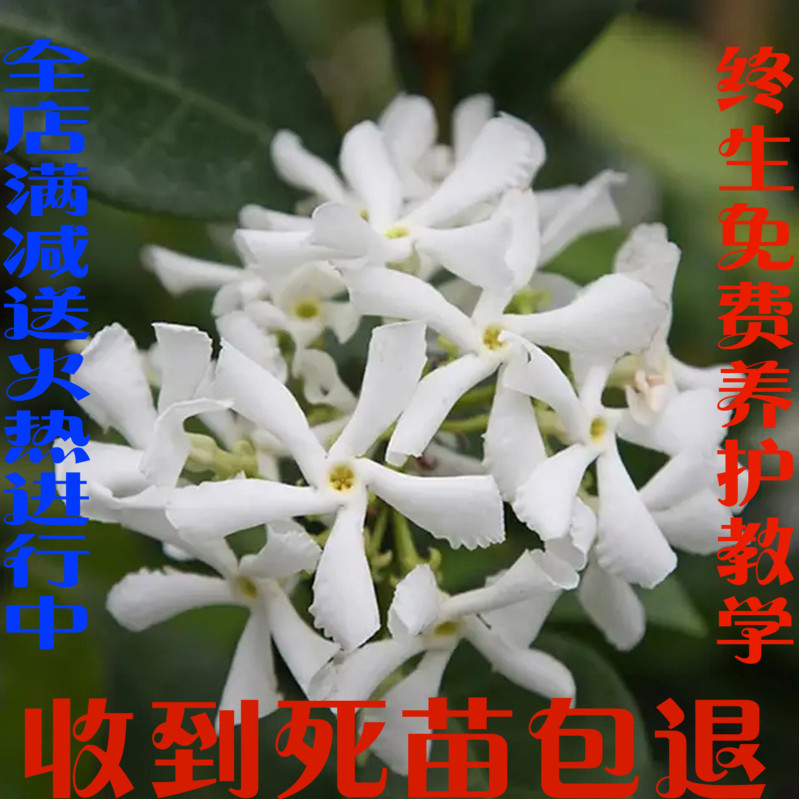 庭院爬藤植物风车茉莉络石藤银丝