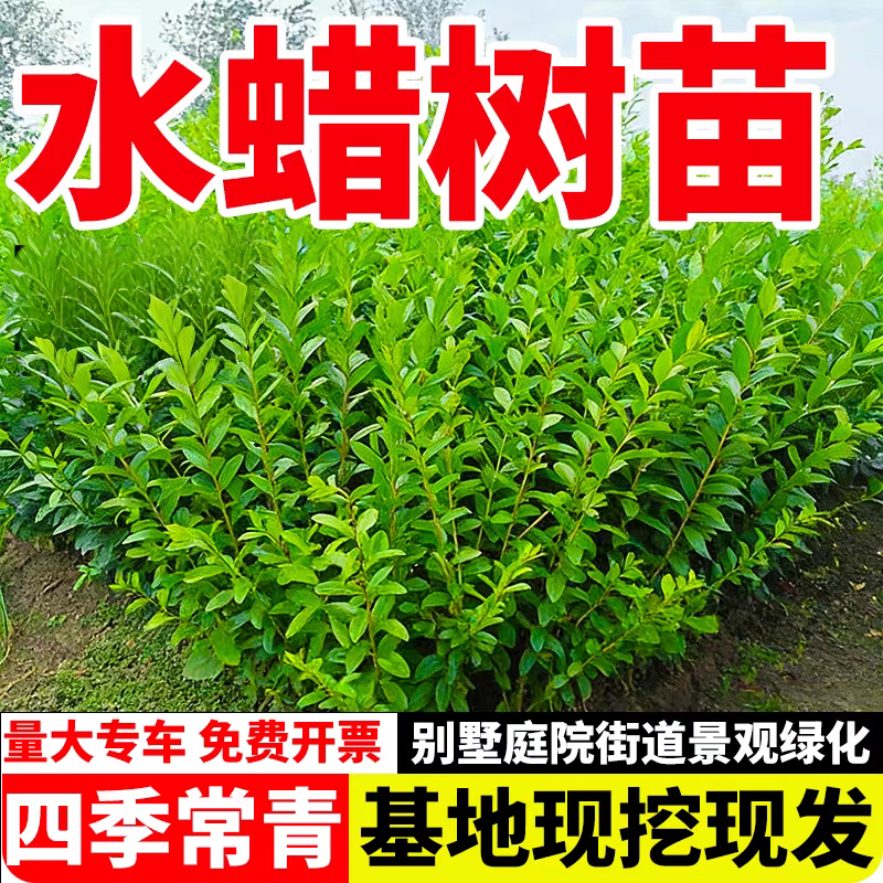 水蜡树苗水蜡球庭院绿篱篱笆苗木绿化工程苗南北东北耐寒耐旱植物