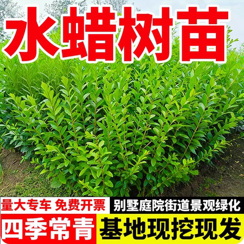 水蜡树苗水蜡球庭院绿篱篱笆苗木绿化工程苗南北东北耐寒耐旱植物