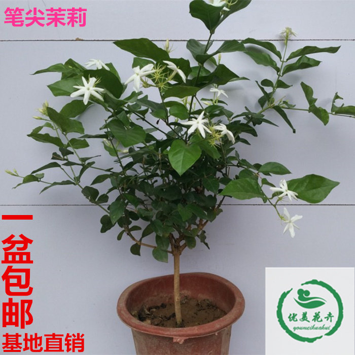 笔尖茉莉单瓣茉莉白茉莉牡丹栀子花盆栽室内植物芳香精品花苗包邮