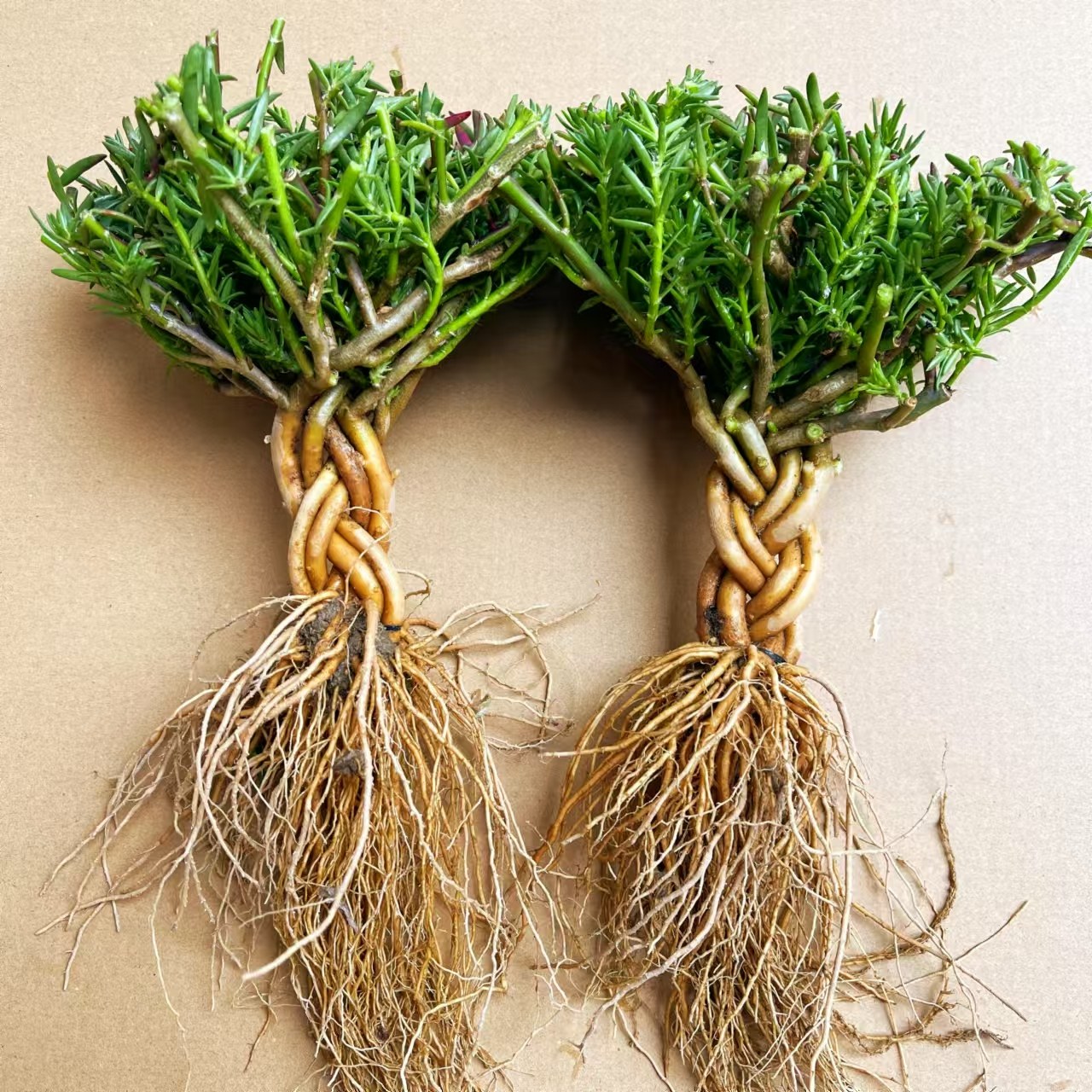 (太阳花辫子桩）重瓣太阳花老桩造型盆景多色多年生大型牡丹耐寒,鲜花速递/花卉仿真/绿植园艺,时令草本花卉,淘宝优惠券,粉丝福利购,淘宝优惠卷