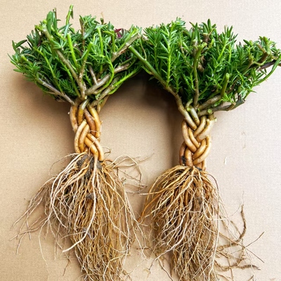 (太阳花辫子桩）重瓣太阳花老桩造型盆景多色多年生大型牡丹耐寒