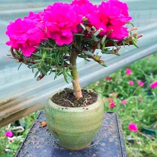 进口重瓣太阳花老桩造型盆景玫红王大型牡丹花耐寒苗带根带土花卉