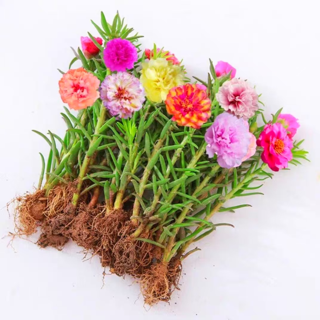 太阳花苗重瓣大花混色宿根盆栽绿植带根带花苞枝条四季花卉容易养