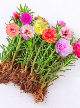 太阳花苗重瓣大花混色宿根盆栽绿植带根带花苞枝条四季花卉容易养